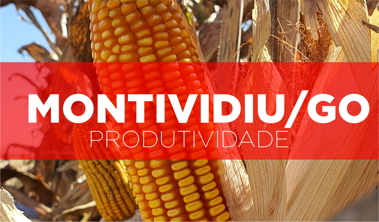 Fazenda de Montividiu/GO tem alta produtividade em milho safrinha